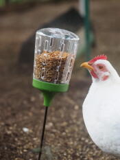 Maja has the hang of her pecking toy. the chickens love it. 