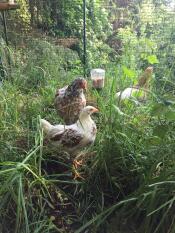 Chickens in Omlet walk in chicken run with Omlet chicken peck toy