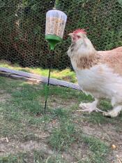 A chicken pecking the Omlet chicken peck toy.