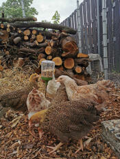 Chickens pecking at Omlet Poppy peck toy treat holder