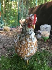 Chickens in Omlet walk in chicken run with Omlet chicken peck toy