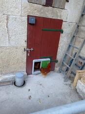 A green automatic coop door mounted on a wooden door