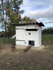 Two chickens outside a white chicken coop with an Autodoor on it