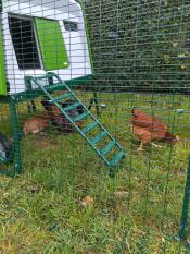 Chicken coop Eglu Cube