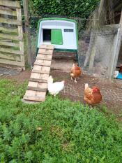 Recently installed, comfort for delighted chickens 