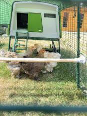 Chicken run Eglu Cube with 3 brahmas 