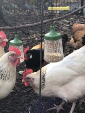 Four chickens pecking on some corn