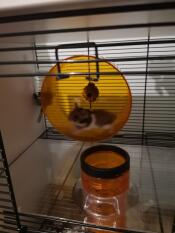 Hamster in full race 