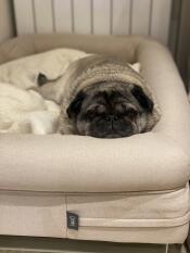 Snug as a pug