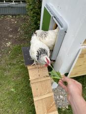 Chickens coming out of their coop through an automatic door, attracted by some lettuce handed to them