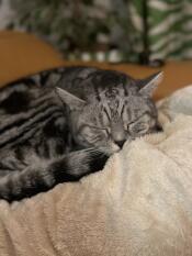 HuGo loves his new cuddly blanket