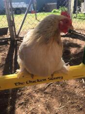 A chicken sitting on a chicken swing