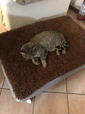 Cat laying on Omlet Topology dog bed with microfibre topper