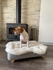 Dog sitting on Omlet Topology dog bed with sheepskin topper and square wooden feet