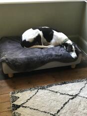 Blitz couldn’t wait to get on his new bed. 