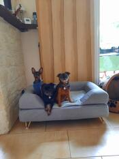 Three dogs posing for the camera in a grey dog bed