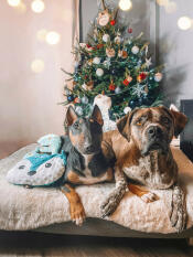 2 dogs sitting next to each other on a dog bed