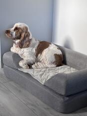 Rocky resting in his brnad new Omlet bed. he loves it!