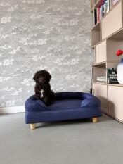 Spanish water dog charlie 