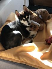 A puppy on his grey bed with yellow beanbag topper