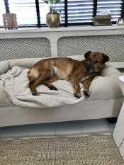 A brown dog enjoying the space of his beige large bed