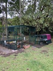 A large walk in run with a cover over the top and many chickens inside, with a large purple Cube chicken coop attached