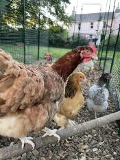 The flock love their walk in run and wooden perch 