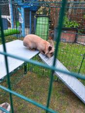 Great additional run enrichment 
