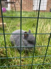 Otis in the playpen