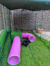 Our rabbits live the shelter and play tunnels.  both inside and on top! ?