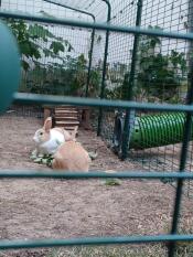 Rocky and sarih love the tunnel from the stable to the outdoor enclosure