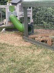 My bunnies love it.