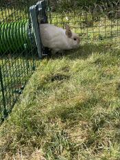 Honey’s first time through the tunnel