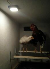 Two chickens on an indoor perch