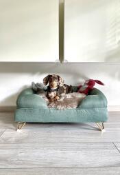A small dog posing for a photo on his green bolster dog bed