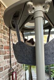 Sound asleep in the hammock. 