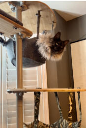 Wolf loves his hammock!