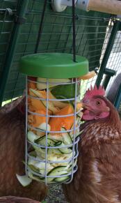 Chicken with Omlet chicken Caddi treat holder