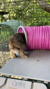 Daisy already disappears in the tunnel 