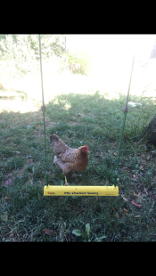 A chicken standing behind a chicken swing