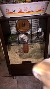Perfect cage for gerbils 