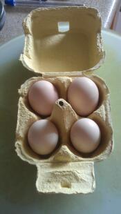 Bantam eggs