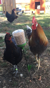 A hen and a cockerel eating from a peck corn chicken treat toy
