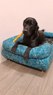 Loving the doodle dog print!