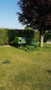 Omlet green Eglu Cube large chicken coop and run in garden