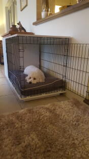 Cody loving his new crate - did not want to get out!