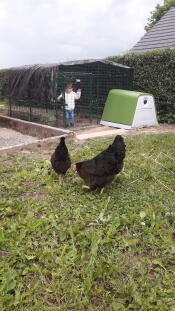 Two chickens exploring the garden.