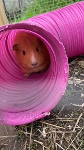 This is caramel! she loves her tunnel and spends most her time in it - except for when there is food involved ?
