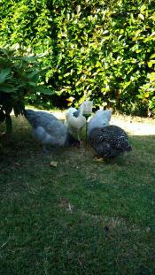 A group of white and grey chickens eating corn from an Omlet peck toy