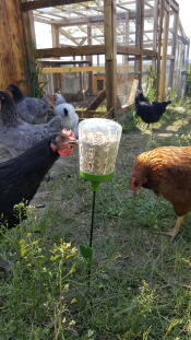 Chickens eating corn from a peck toy